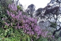 Strobilanthes pulcherrima T.Anderson